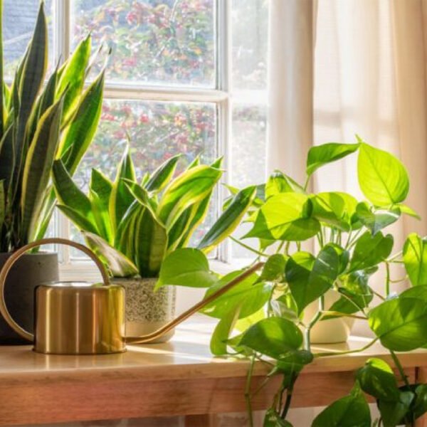 Best 7 low maintenance and low light indoor plants