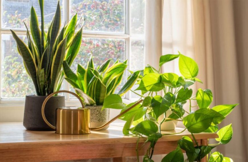 Best 7 low maintenance and low light indoor plants