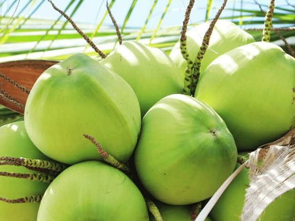 How to cultivate and care for Vietnam Coconut tree