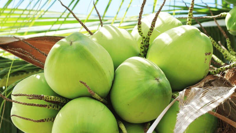 How to cultivate and care for Vietnam Coconut tree