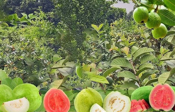 How to cultivate and care for Thai Guava tree