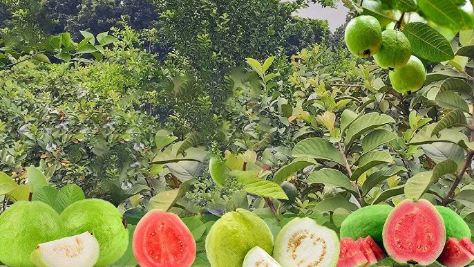 How to cultivate and care for Thai Guava tree