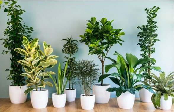 Some great indoor plants ideas!