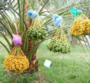 How to cultivate and care for Saudi Dates tree